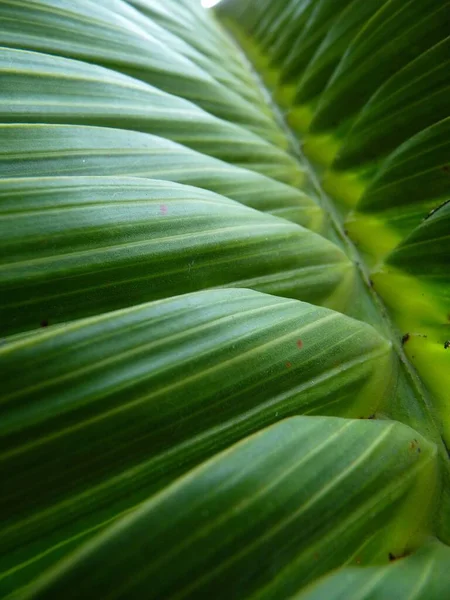 초록빛 풀에서 식물이자라는 배경으로 완벽하다 — 스톡 사진