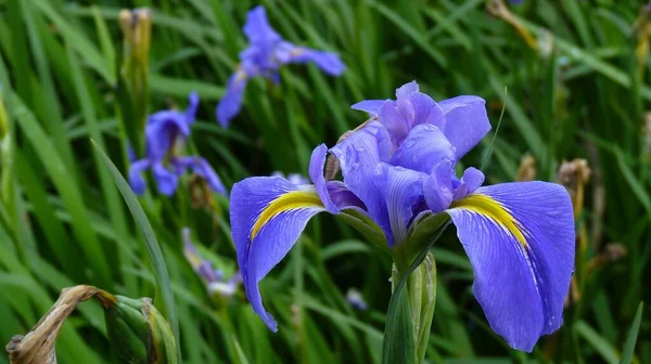 Gros Plan Une Fleur Iris Pourpre Poussant Dans Champ — Photo