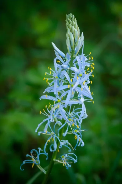 Primer Plano Vertical Enfoque Superficial Una Flor Azul Camas Sobre —  Fotos de Stock