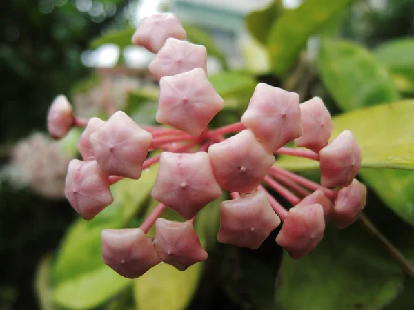 Selektiv Fokusbild Hoyans Blomknopp — Stockfoto