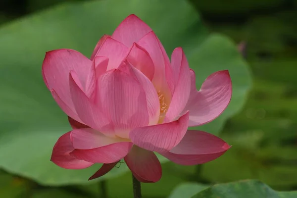 Eine Nahaufnahme Einer Blühenden Rosa Lotusblume Grünen Bei Tag — Stockfoto