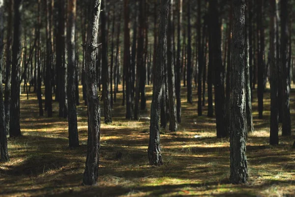 Sűrű Zöld Erdő Sárga Fűvel Nappal — Stock Fotó