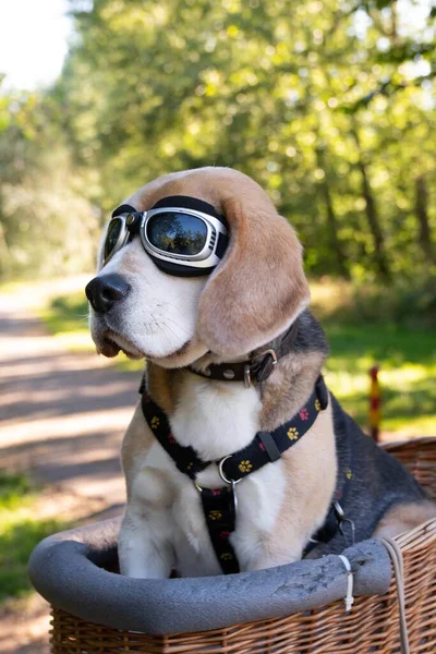 Joli Chien Beagle Assis Dans Panier Tout Portant Des Lunettes — Photo