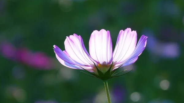 Closeup Shot Blooming Purple Cosmos Flower Field Daytime — Stock Photo, Image