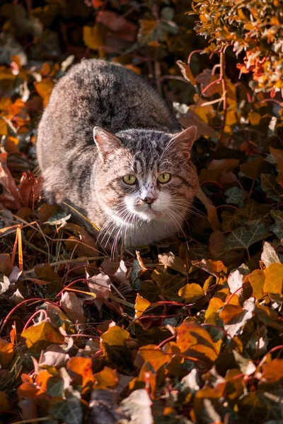 Eine Vertikale Nahaufnahme Einer Niedlichen Grauen Katze Mit Grünen Augen — Stockfoto