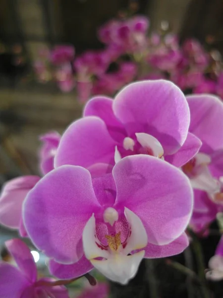 Tiro Seletivo Vertical Foco Orchids Cor Rosa Bonito — Fotografia de Stock