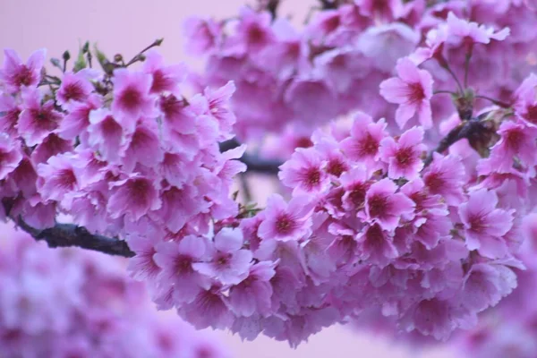 Closeup Shot Cherry Blossoms Blue Sky Background Sakura — Stock Photo, Image