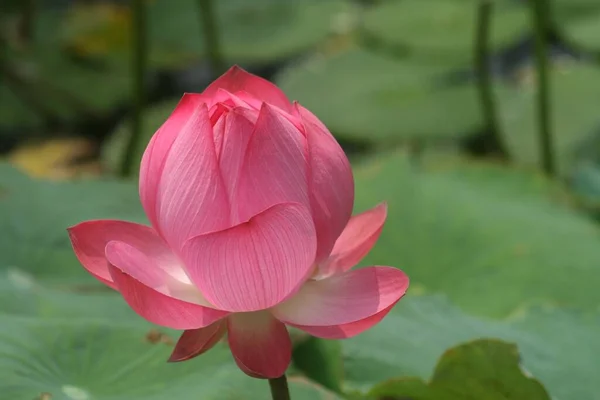 Ένα Κοντινό Πλάνο Ενός Ροζ Λουλουδιού Λωτού Στο Πράσινο Μέρα — Φωτογραφία Αρχείου
