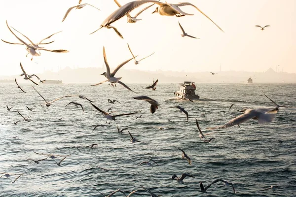 Bir Deniz Kuşu Sürüsü Denizin Üstünde Uçuyor — Stok fotoğraf