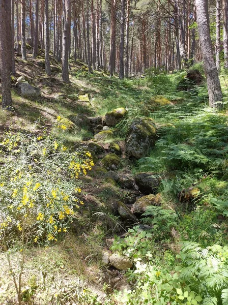 Nízký Úhel Záběru Vysokých Stromů Obklopených Zelení Pod Slunečním Světlem — Stock fotografie