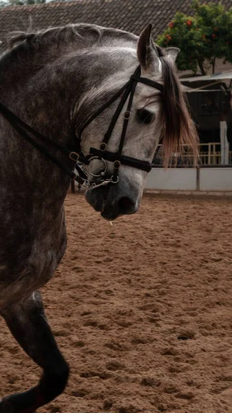 Kůň Dvoře Corboda Andalusie Španělsko Dne — Stock fotografie