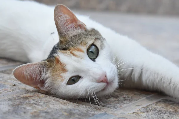 Gato Europeu Bonito Branco Cinza Fundo Cimento Cinza — Fotografia de Stock