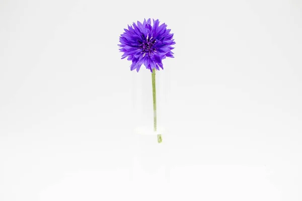 Lila Coneflower Eller Echinacea Purpurea Glasvas Isolerad Vit Bakgrund — Stockfoto