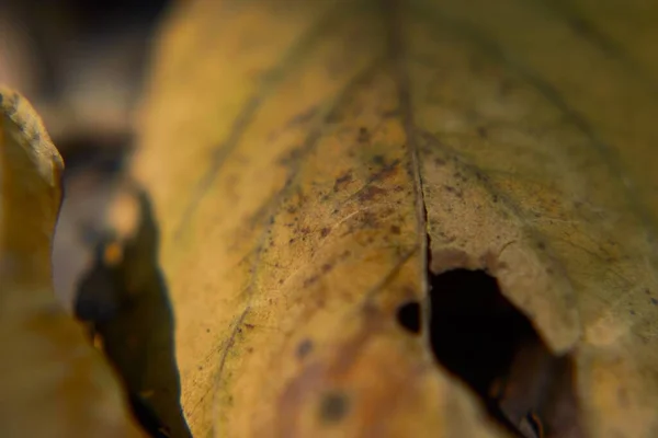パターンと線で乾燥した葉のマクロショット — ストック写真