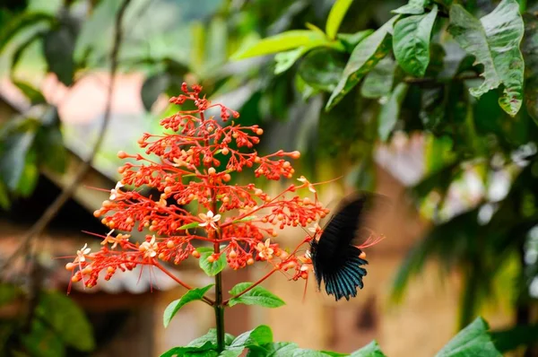 Nahaufnahme Eines Schwarzen Schmetterlings Auf Einer Roten Pflanze Mount Gede — Stockfoto