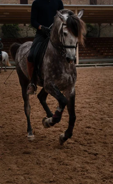 Una Persona Cavallo Cortile Corboda Andalusia Spagna — Foto Stock