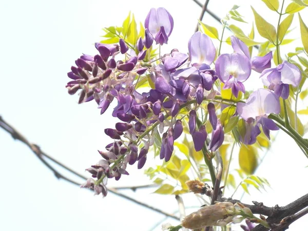 자주색 테리아 꽃봉오리 — 스톡 사진