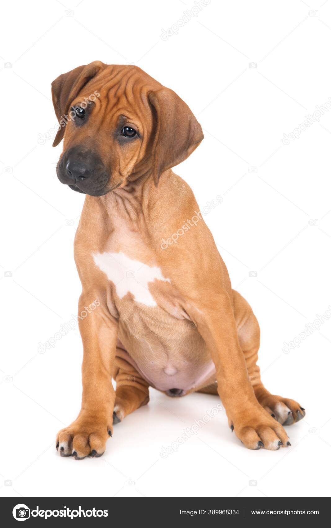 Tiro Isolado Cachorro Rhodesian Ridgeback Sentado Frente Fundo Branco  Olhando — Foto © Wirestock #389968334, image size:1067x1700