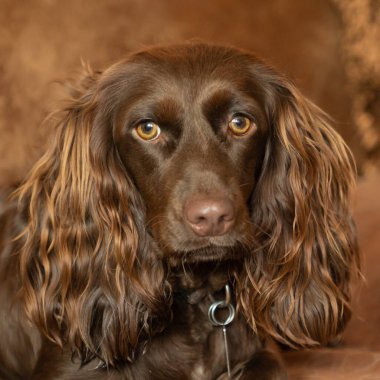 A closeup shot of a Boykin Spaniel dog with a blurry background clipart