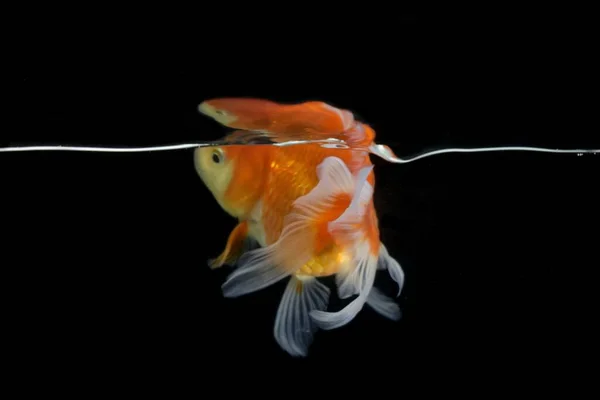 Närbild Bild Vacker Guldfisk Som Simmar Ett Stilla Vatten Akvarium — Stockfoto