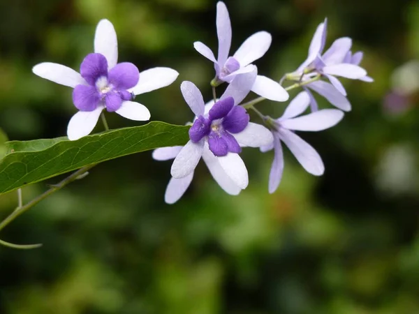 Colpo Orizzontale Fiori Petrea Viola Uno Sfondo Verde Sfocato — Foto Stock