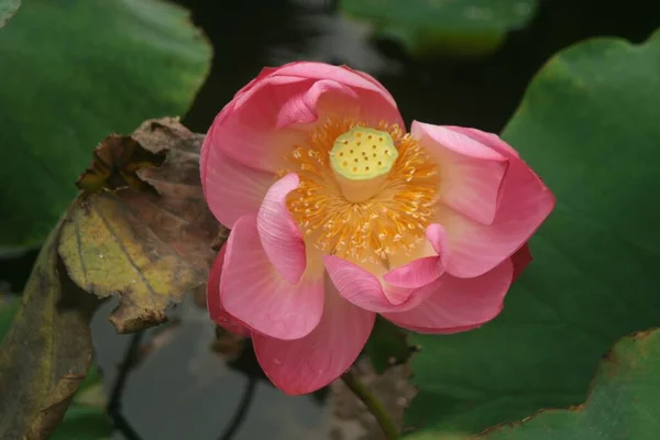 Closeup Shot Blooming Pink Lotus Flower Greenery Daytime — Stock Photo, Image