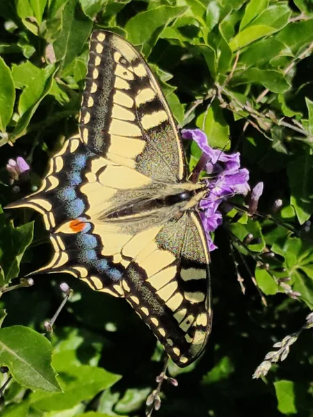 在紫色的花朵上拍了一张美丽的Papilio Machaon的照片 — 图库照片