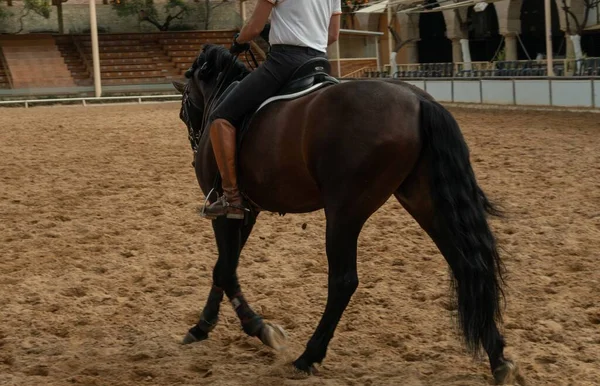 Uma Pessoa Montando Cavalo Quintal Corboda Andaluzia Espanha — Fotografia de Stock