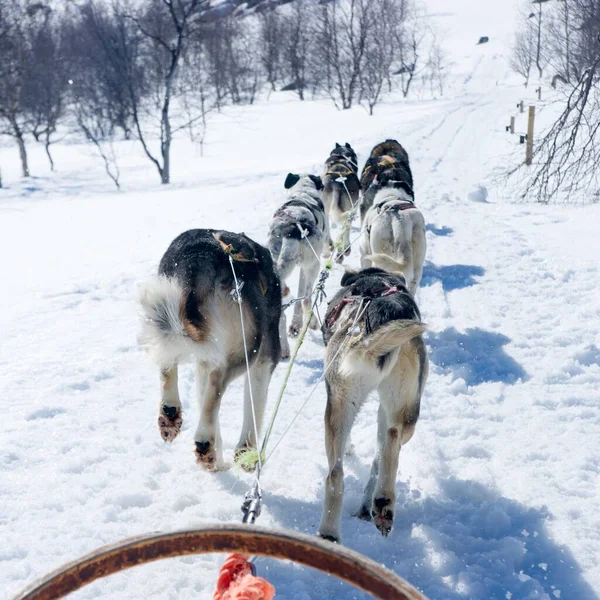 Una Manada Seis Perros Tirando Trineo Sendero Nevado Entre Los —  Fotos de Stock