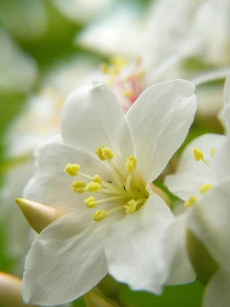 昼間の桐の木に白い花を咲かせる垂直ショット — ストック写真