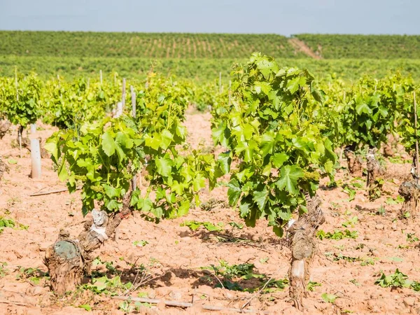 Spanya Rioja Gündüz Vakti Güzel Bir Üzüm Bağı Manzarası — Stok fotoğraf