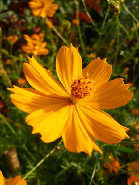 黄色の一般的なコスモスの花の垂直閉鎖ショット — ストック写真