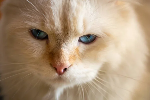 Primer Plano Cara Gato Blanco Con Ojos Azules — Foto de Stock