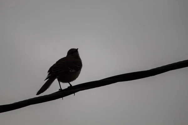 Une Silhouette Petit Oiseau Assis Sur Une Ligne Électrique — Photo