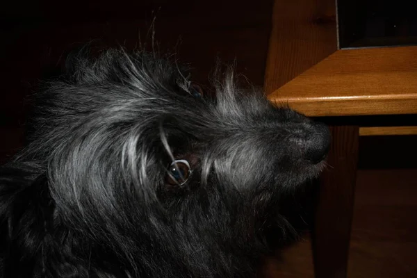 Lindo Perro Terrier Tibetano Negro Sentado Cerca Mesa —  Fotos de Stock