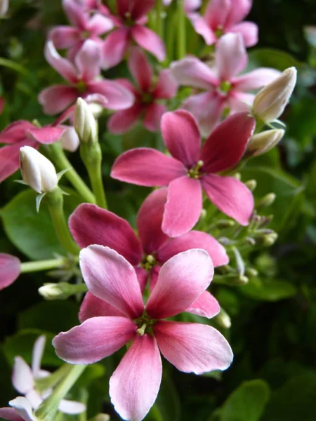 Close Flores Rosa Gilliflower — Fotografia de Stock