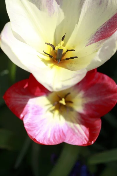 Дві Біло Рожеві Тюльпанові Квіти — стокове фото