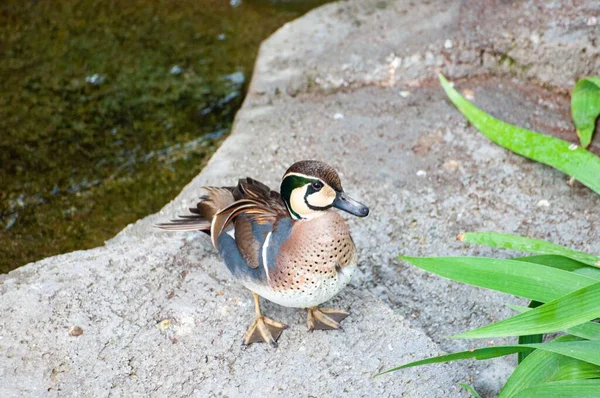 Eine Nahaufnahme Einer Ente Aus Dem Teich Die Zur Seite — Stockfoto