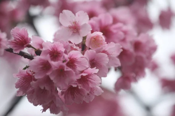 Close Flores Cereja Sakura — Fotografia de Stock