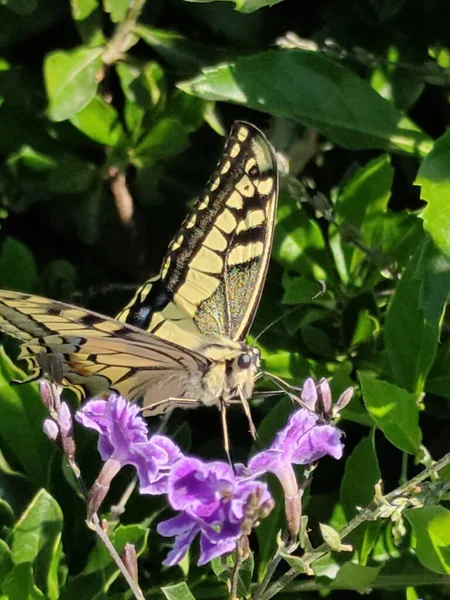 Una Hermosa Foto Papilio Machaon Sobre Una Flor Púrpura —  Fotos de Stock