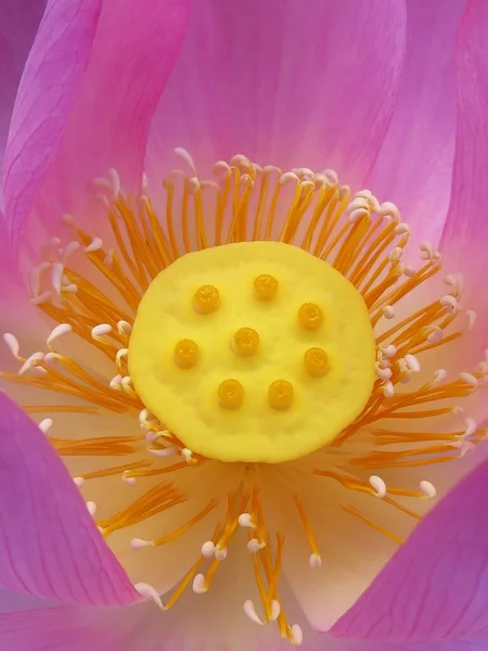 Eine Vertikale Aufnahme Einer Blühenden Rosa Lotusblume Bei Tag — Stockfoto