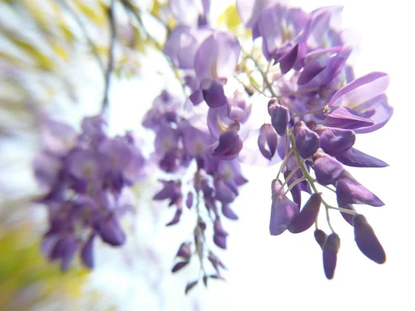 Вибірковий Фокус Стрічки Фіолетової Виноградної Гілки — стокове фото