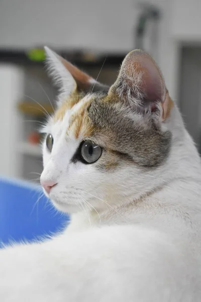 灰色のセメントの背景に白とグレーのかわいいヨーロッパの猫 — ストック写真