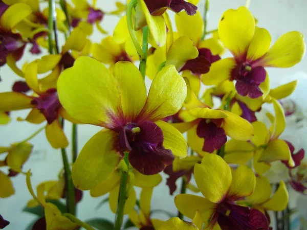 Tiro Closeup Flor Amarela Orquídea Dendrobium — Fotografia de Stock
