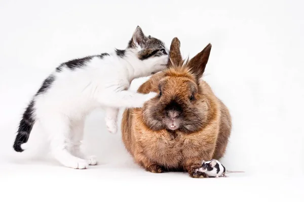 Gato Doméstico Curiosamente Olhando Orelha Coelho Com Pequeno Rato Chão — Fotografia de Stock