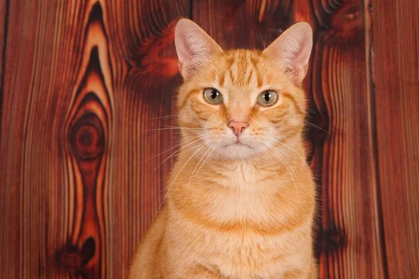 Egy Sekély Fókusz Közelkép Egy Vörös Macskáról Aki Egy Háttér — Stock Fotó
