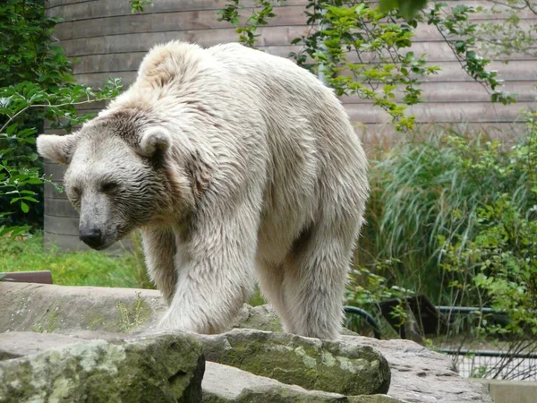 Obří Chlupatý Grizzly Medvěd Skalách Zoo — Stock fotografie