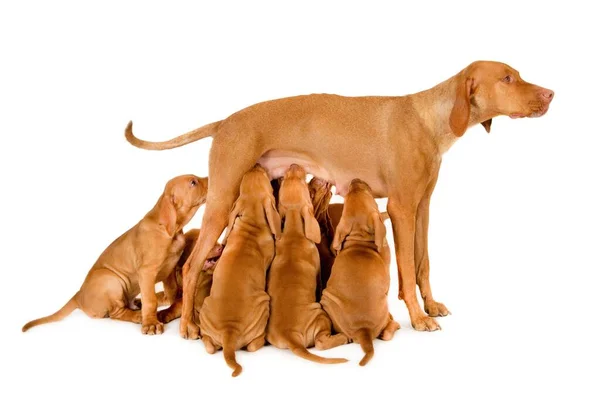 Beautiful Hungarian Vizsla Mom Breastfeeding Her Puppies White Surface — ストック写真