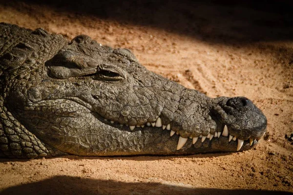 A closeup shot of a crocodile with sharp teeth and magnificent rough skin sleeping on the sand