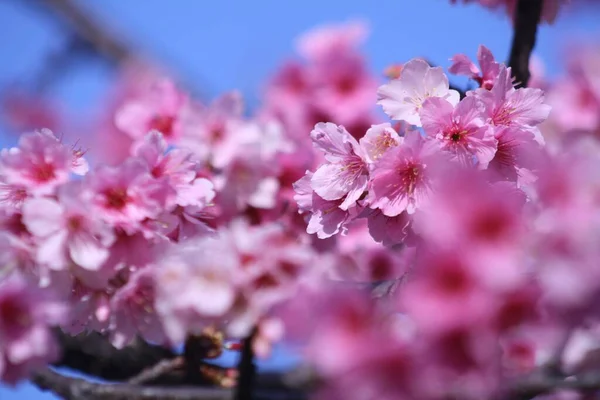 Close Flores Cereja Com Céu Azul Fundo Sakura — Fotografia de Stock